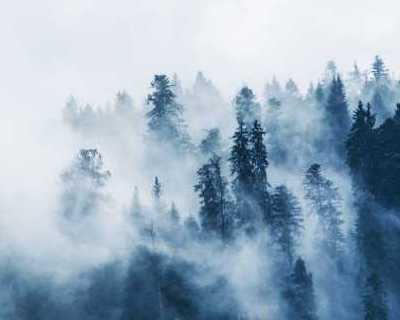 Pine trees covered with fog. Photo by Lum3n on Pexels