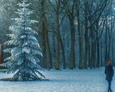 Snow covered trees in winter. Photo by Simon Robben on Pexels