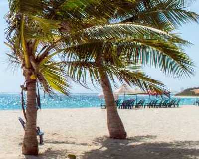 Windy green coconut tree. Photo by Maria Bernotti on Pexels